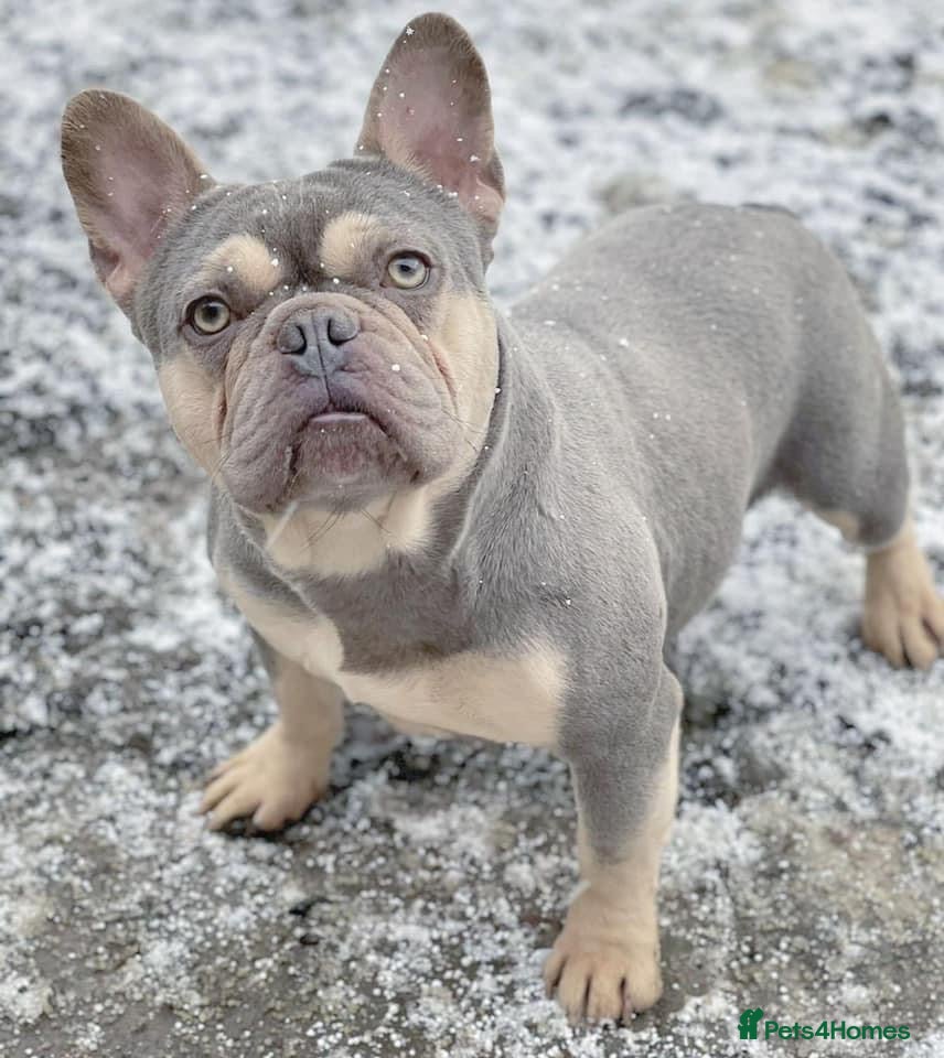French Bulldog dogs BEAUTIFUL LILAC AND TAN FRENCH BULLDOG in Sunderland - Advert 9