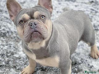 French Bulldog dogs BEAUTIFUL LILAC AND TAN FRENCH BULLDOG in Sunderland - Advert 20