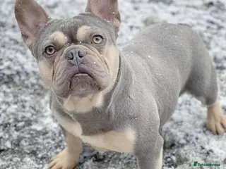 French Bulldog dogs BEAUTIFUL LILAC AND TAN FRENCH BULLDOG in Sunderland - Advert 18