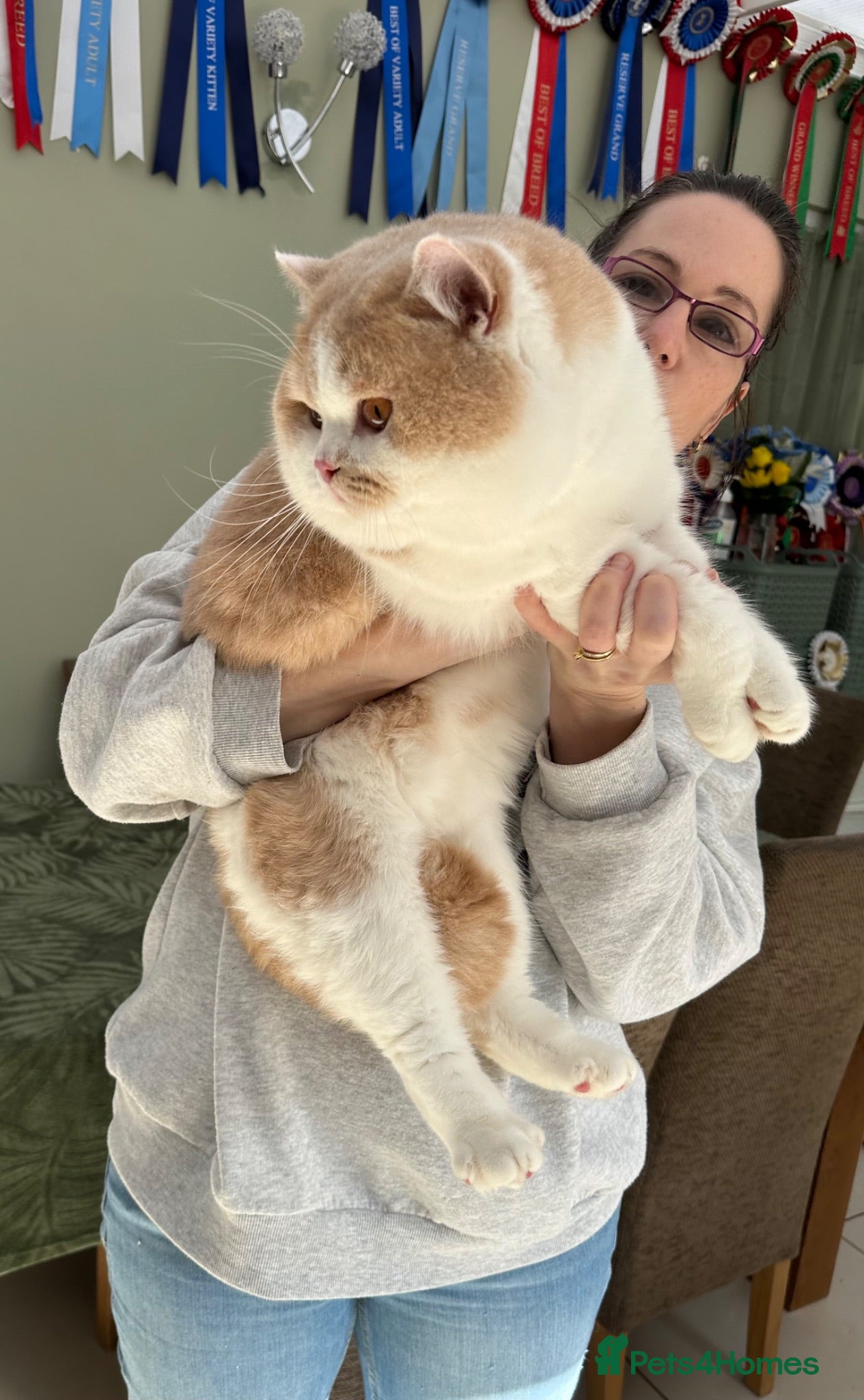 British Shorthair cats Champion bred Quality kittens   - Advert 18