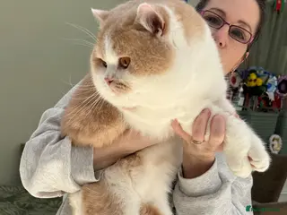 British Shorthair cats Champion bred Quality kittens - Advert 18