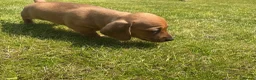 Miniature Dachshund dogs for sale: KC REG Miniature dachshunds. Council licensed in Airdrie - Advert 13
