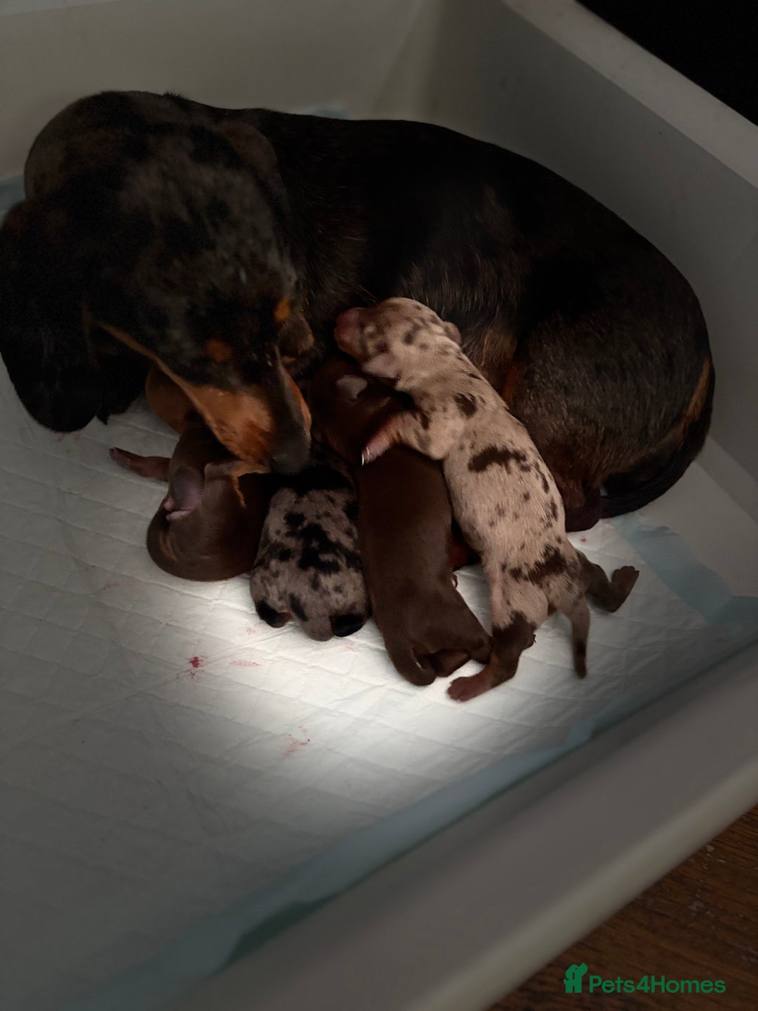 Miniature Dachshund dogs for sale: Miniature Daschund KC. PRA-OI-CRD-PRA-NCL - Image 32