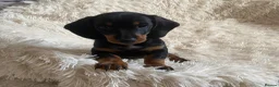 Dachshund dogs for sale: SOLD  - Advert 9