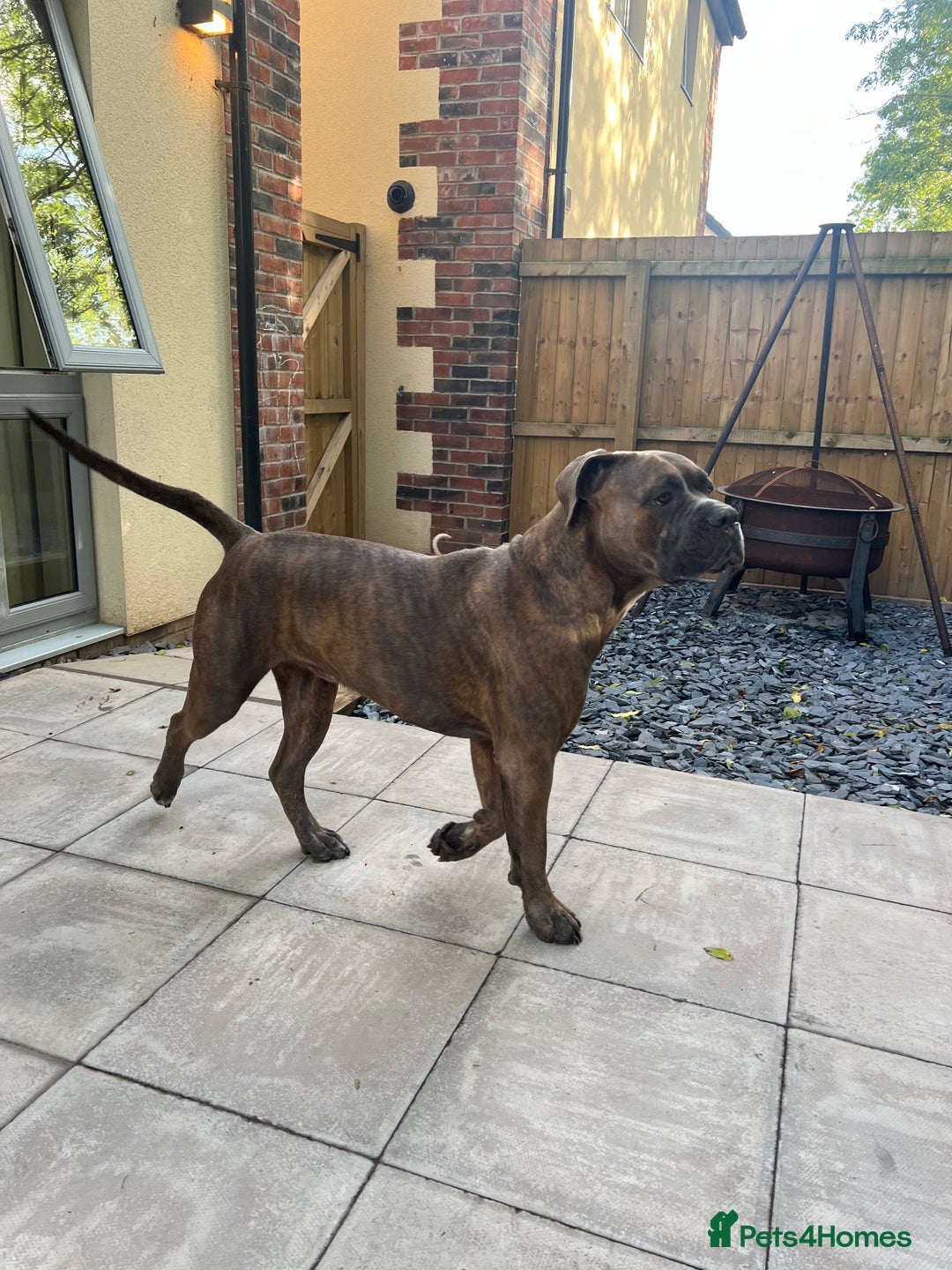 Cane Corso dogs for sale: 2 year old male cane corso  - Advert 1