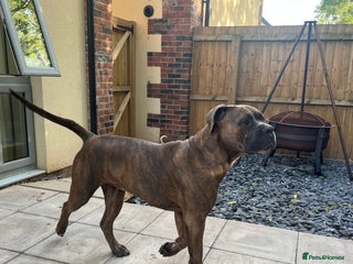 Cane Corso dogs 2 year old male cane corso - Advert 1