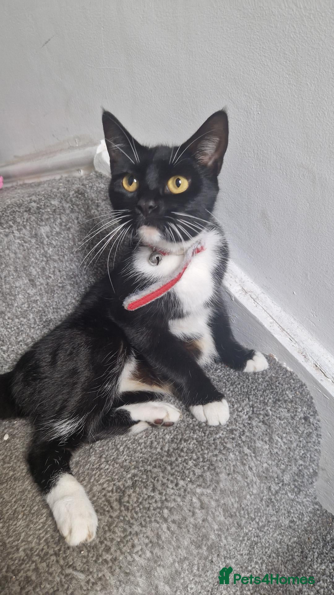 Mixed Breed cats Kittens for new home - Advert 2