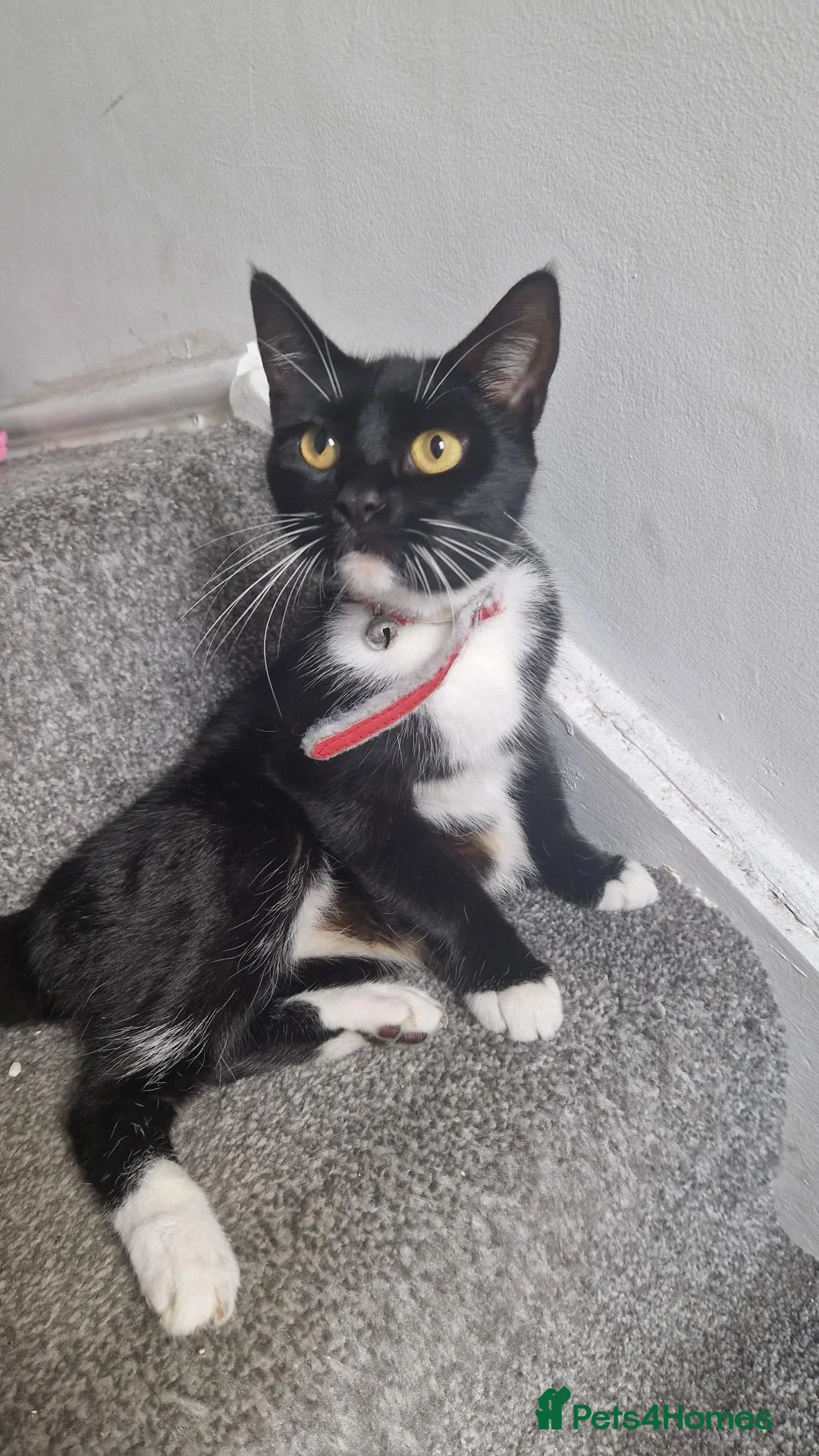 Mixed Breed cats for sale: Kittens for new home in Manchester - Advert 1