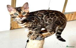 Bengal cats for sale: Brown rosetted male bengal kittens, TICA reg - Image 10
