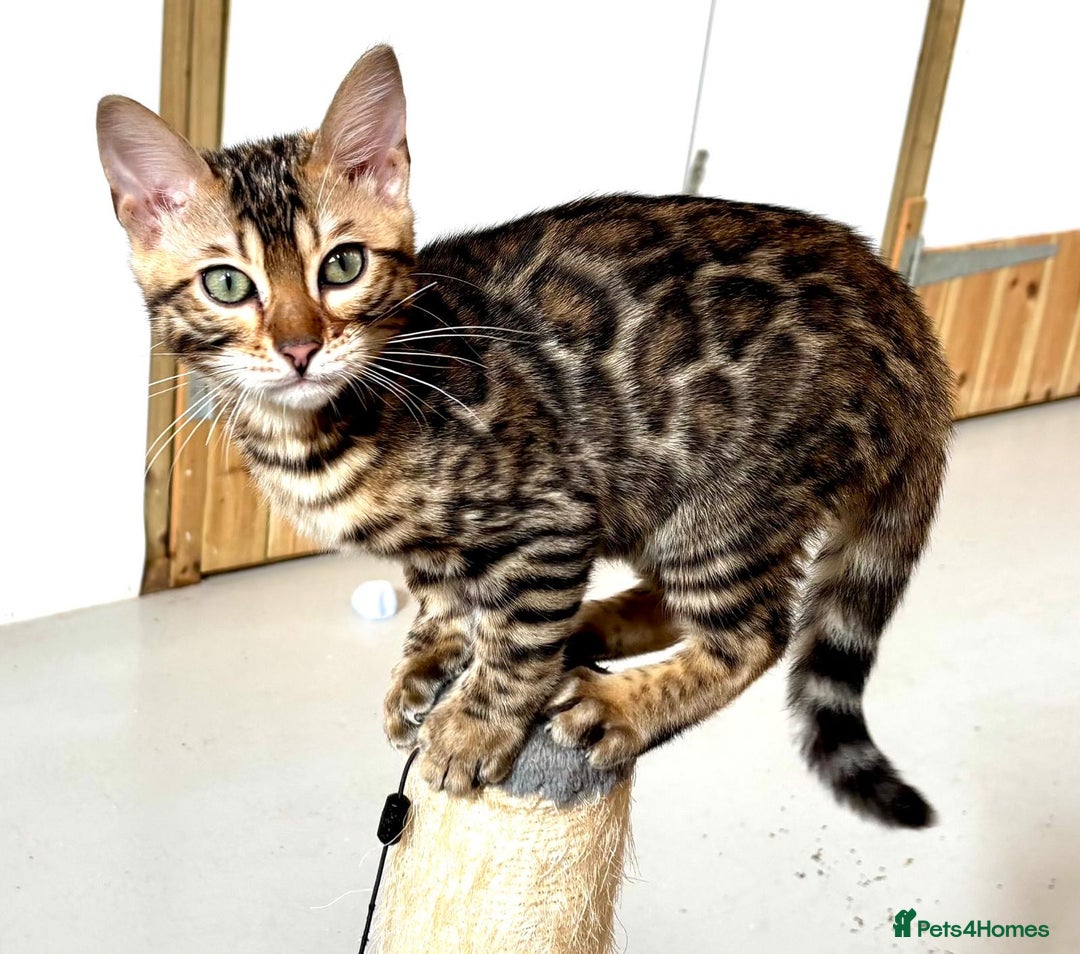 Bengal cats for sale: Brown rosetted male bengal kittens, TICA reg - Image 10