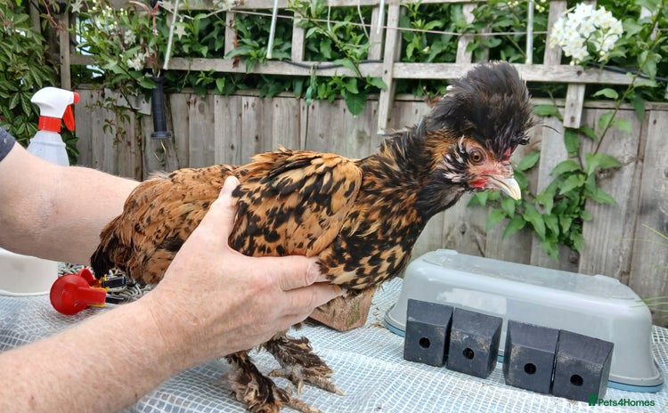 Chickens poultry - Advert 2