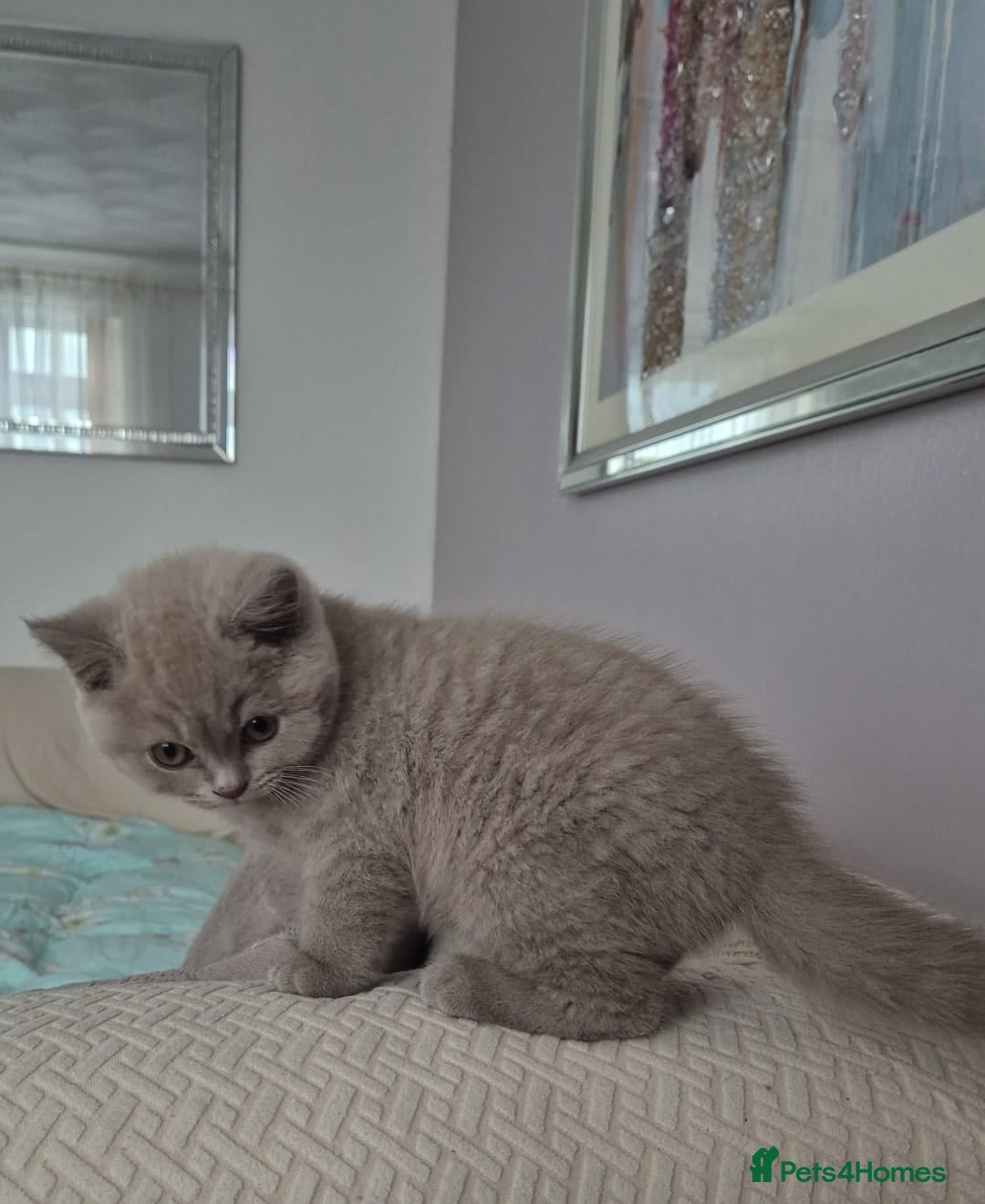 British Shorthair cats Beautiful British Shorthair Kittens for Sale - Advert 7