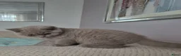British Shorthair cats for sale: Beautiful British Shorthair Kittens for Sale - Advert 1