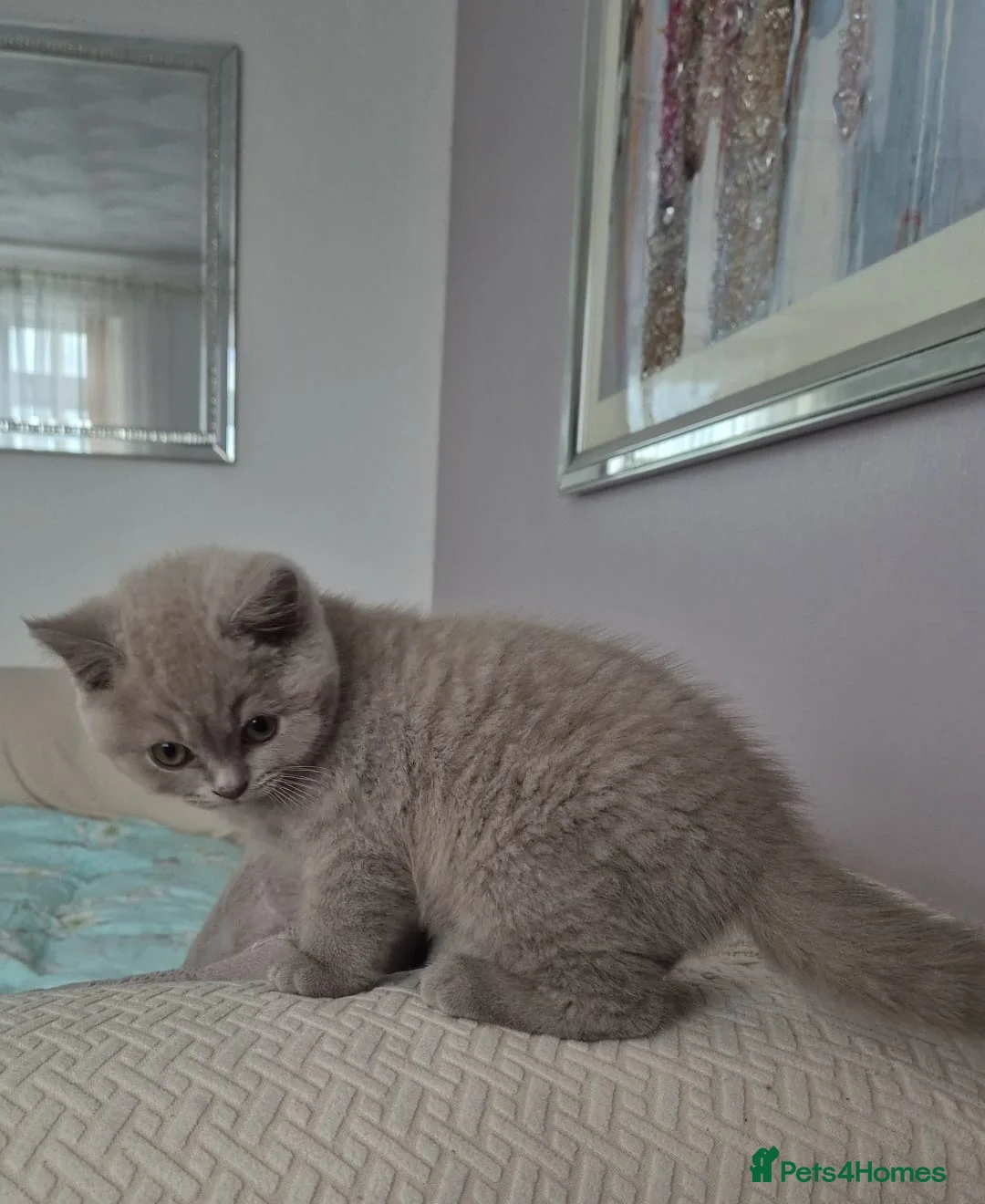 British Shorthair cats for sale: Beautiful British Shorthair Kittens for Sale - Advert 1