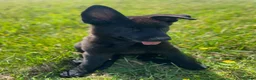 German Shepherd dogs for sale: Working-Line German Shepherd Puppies - Cornwall - Advert 8