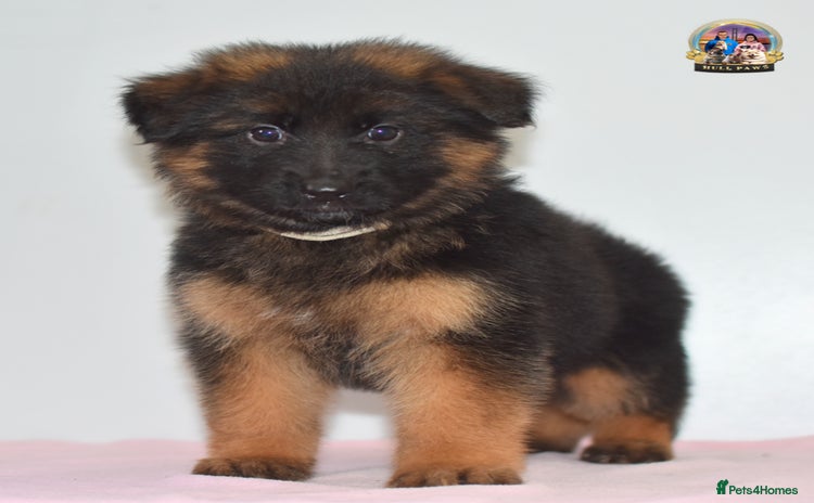 German Shepherd dogs - Advert 13