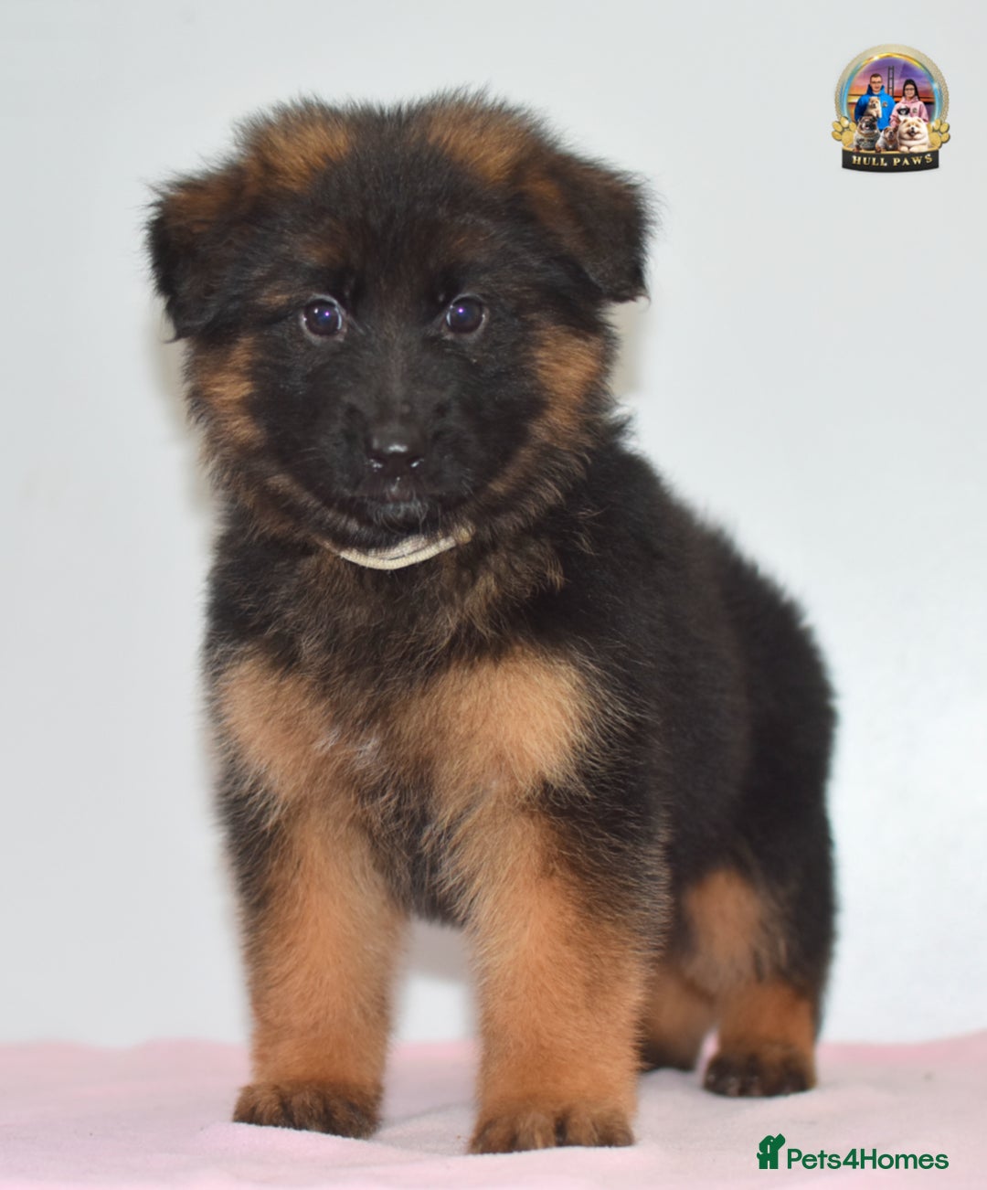 German Shepherd dogs for sale: German shepherd puppies  - Image 1