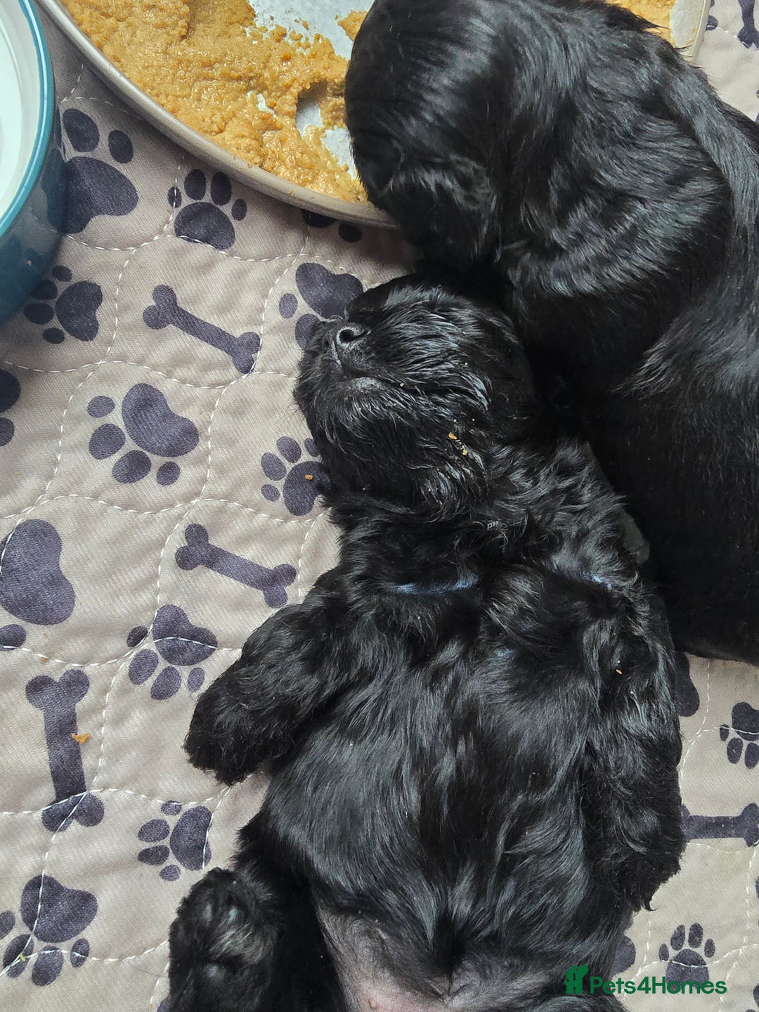 Shihpoo dogs for sale: 5 beautiful Shihpoo puppies - Advert 16