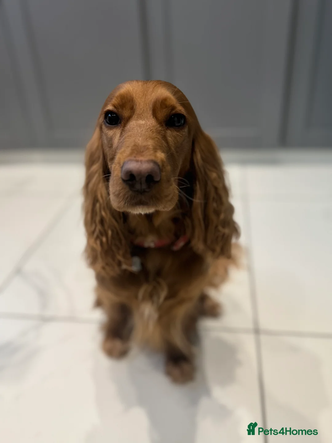 Cocker Spaniel dogs for sale: Show cocker spaniel  - Advert 6