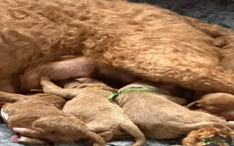 Australian Labradoodle dogs for sale: 5* Health tested Australian Labradoodles - Image 18