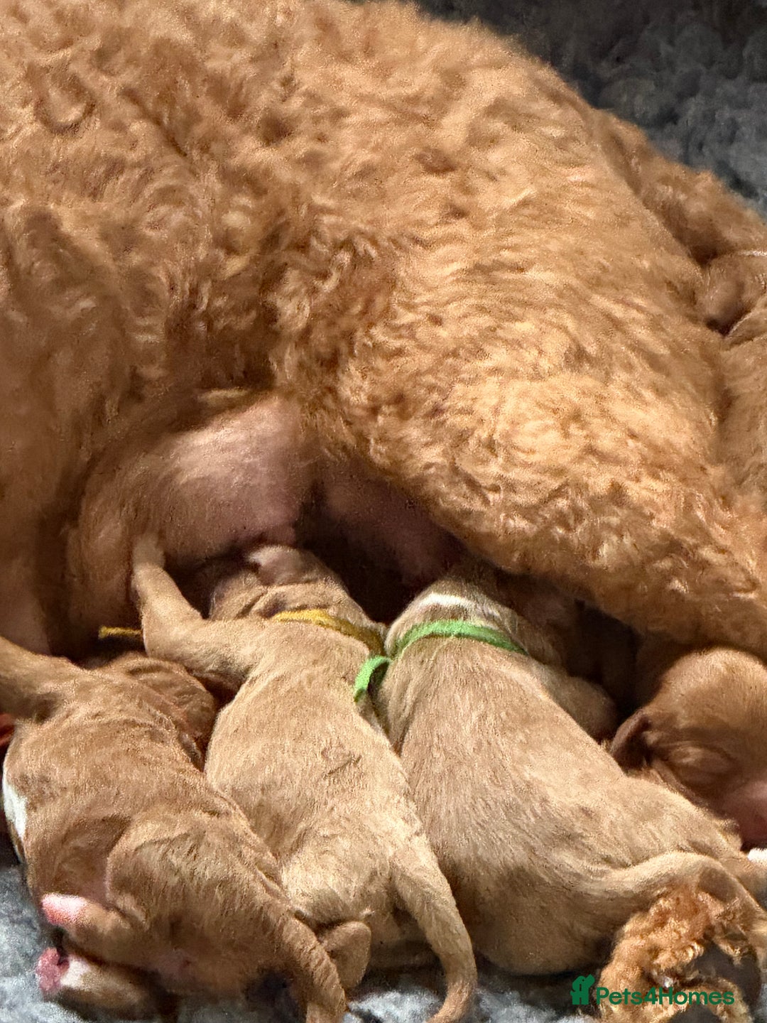 Australian Labradoodle dogs for sale: 5* Health tested Australian Labradoodles - Image 18
