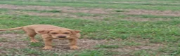 Labrador Retriever dogs for sale: Labrador female adult - Advert 3
