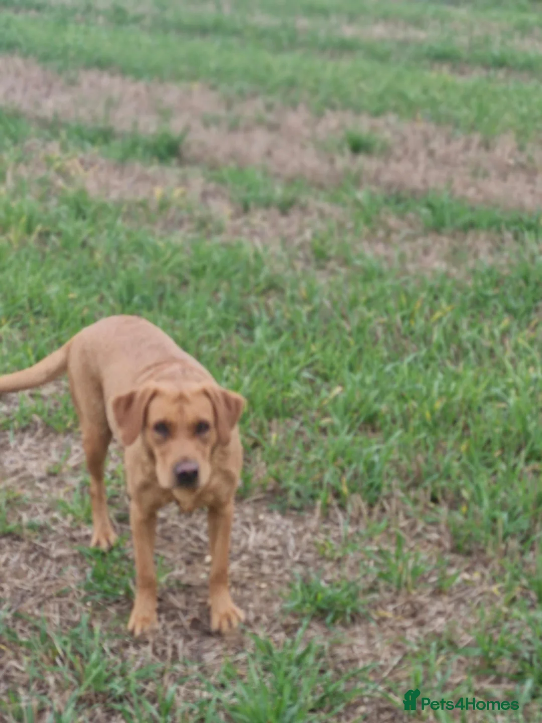 Labrador Retriever dogs for sale: Labrador female adult - Advert 3