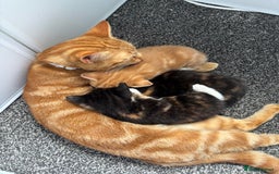 Mixed Breed cats for sale: Beautiful Kittens Looking for Their Forever Homes - Image 5