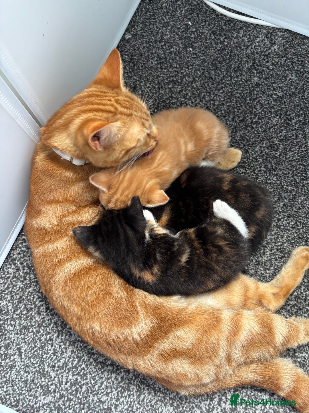 Mixed Breed cats for sale: Beautiful Kittens Looking for Their Forever Homes - Image 5
