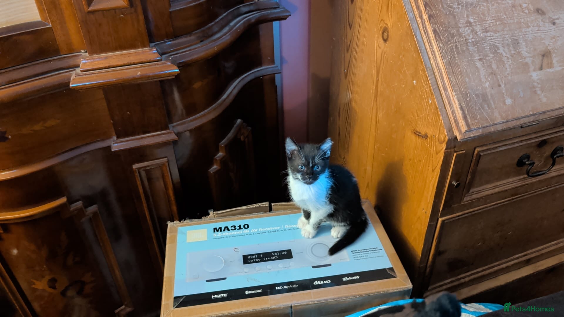 Mixed Breed cats for sale: Siamese Cross Ragdoll kittens plus black/white - Advert 5