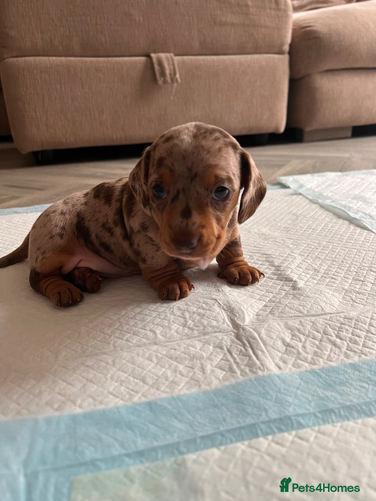 Miniature Dachshund dogs Dapple miniature dachshunds - Advert 1