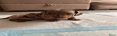 Miniature Dachshund Puppy 1