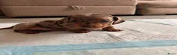 Miniature Dachshund dogs for sale: Dapple miniature dachshunds - Advert 1