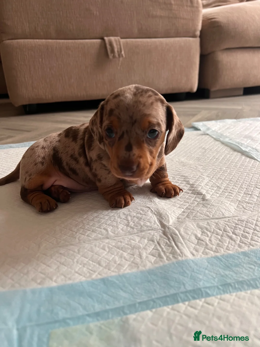 Miniature Dachshund dogs for sale: Dapple miniature dachshunds - Advert 1