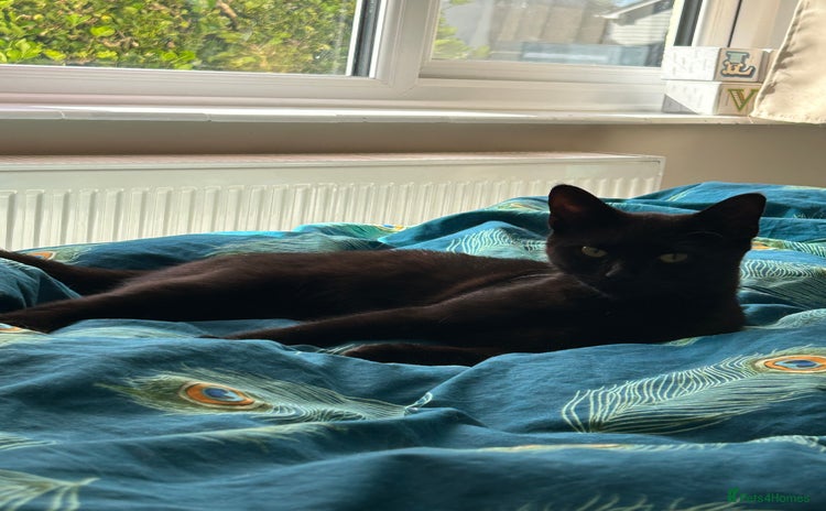 British Shorthair cats - Advert 11