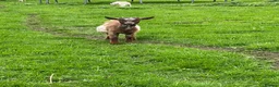 Goats livestock for sale: Pygmy goats for sale in Stoke-on-Trent - Advert 10