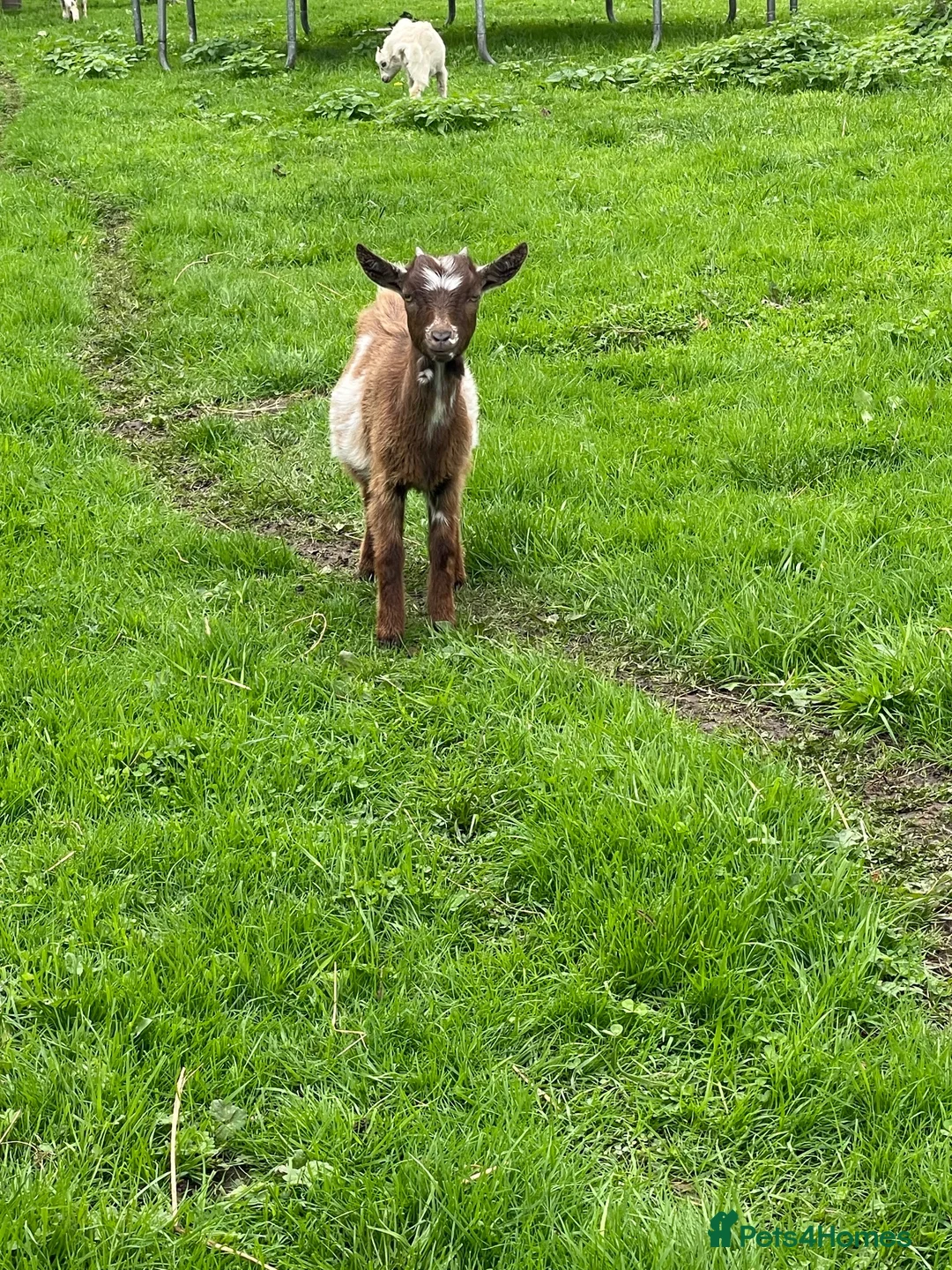 Goats livestock for sale: Pygmy goats for sale in Stoke-on-Trent - Advert 10