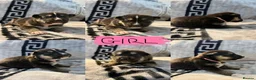 Shepsky dogs for sale: Puppies for sale - Advert 8