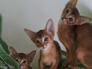 Abyssinian cats - Advert 4