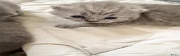 British Shorthair cats for sale: Full Pedigree British Blue Shorthair Kittens in Sutton-in-Ashfield - Advert 3