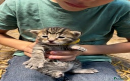 British Shorthair cats for sale: Beautiful litter of adorable kittens - Image 22