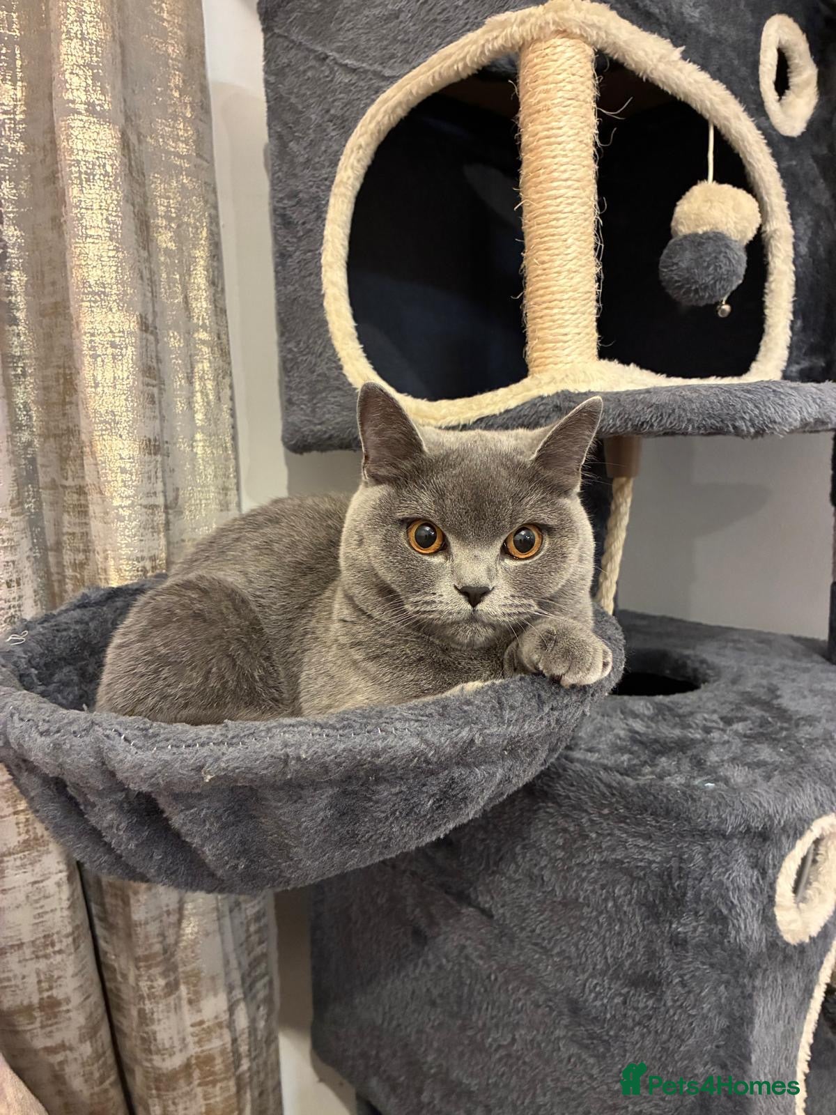 British Shorthair cats Blue British Shorthair Looking for a Loving Home💕 - Advert 1