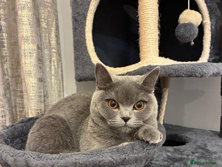 British Shorthair cats Blue British Shorthair Looking for a Loving Home💕 - Advert 8
