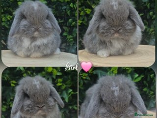 Mini Lop rabbits Mini lop babies ready 2nd dec - Advert 17