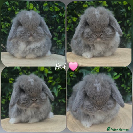 Mini Lop rabbits Mini lop babies ready 2nd dec - Advert 1