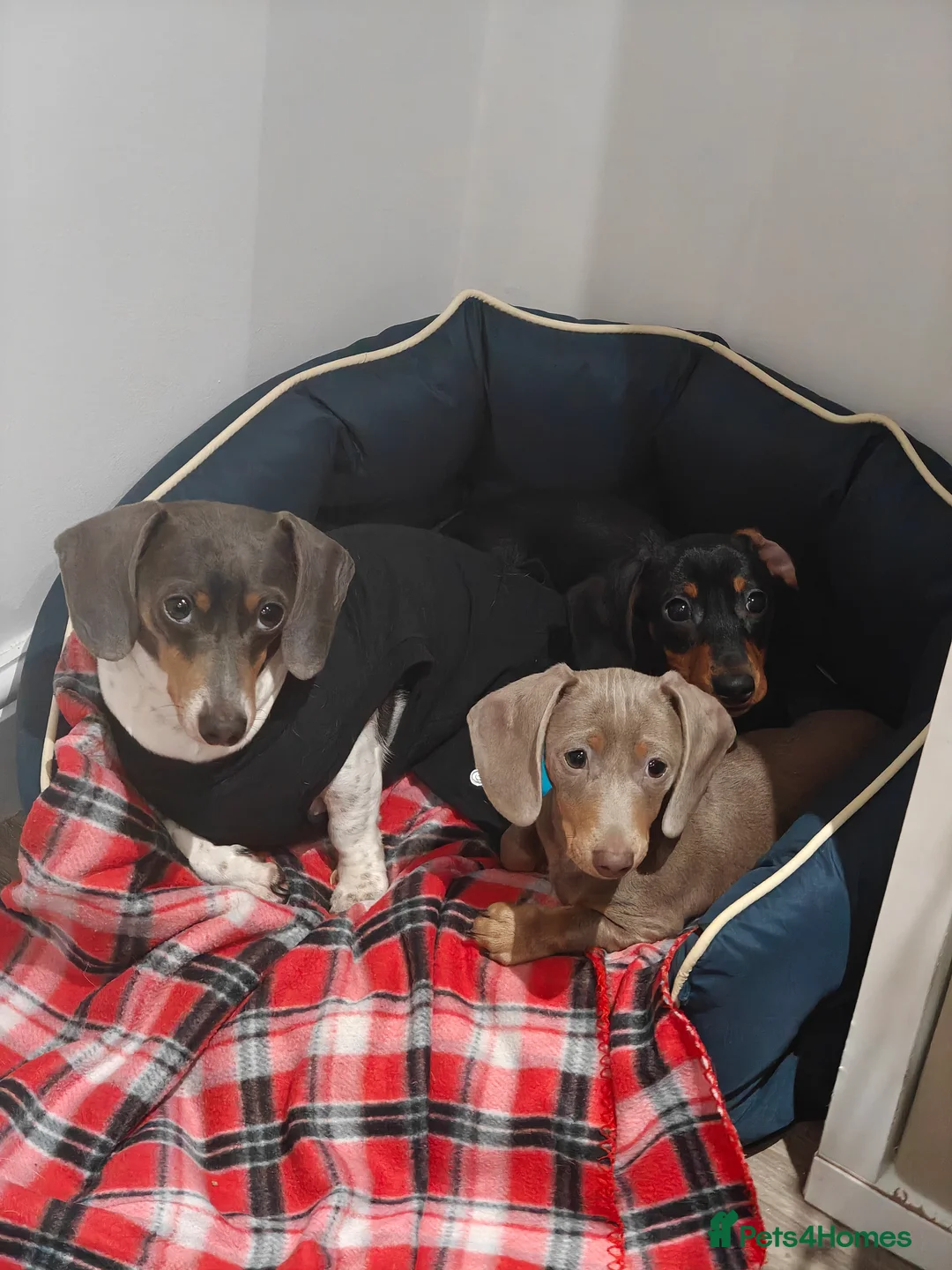 Miniature Dachshund dogs for sale: KC Miniature Shorthaired Dachshund puppy - Advert 6