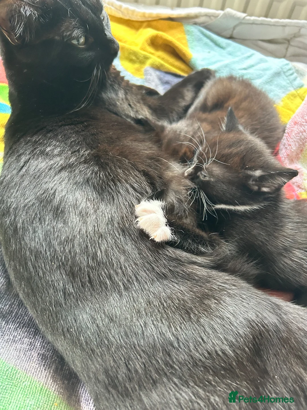 Mixed Breed cats for sale: Playful and confident kittens - Advert 6