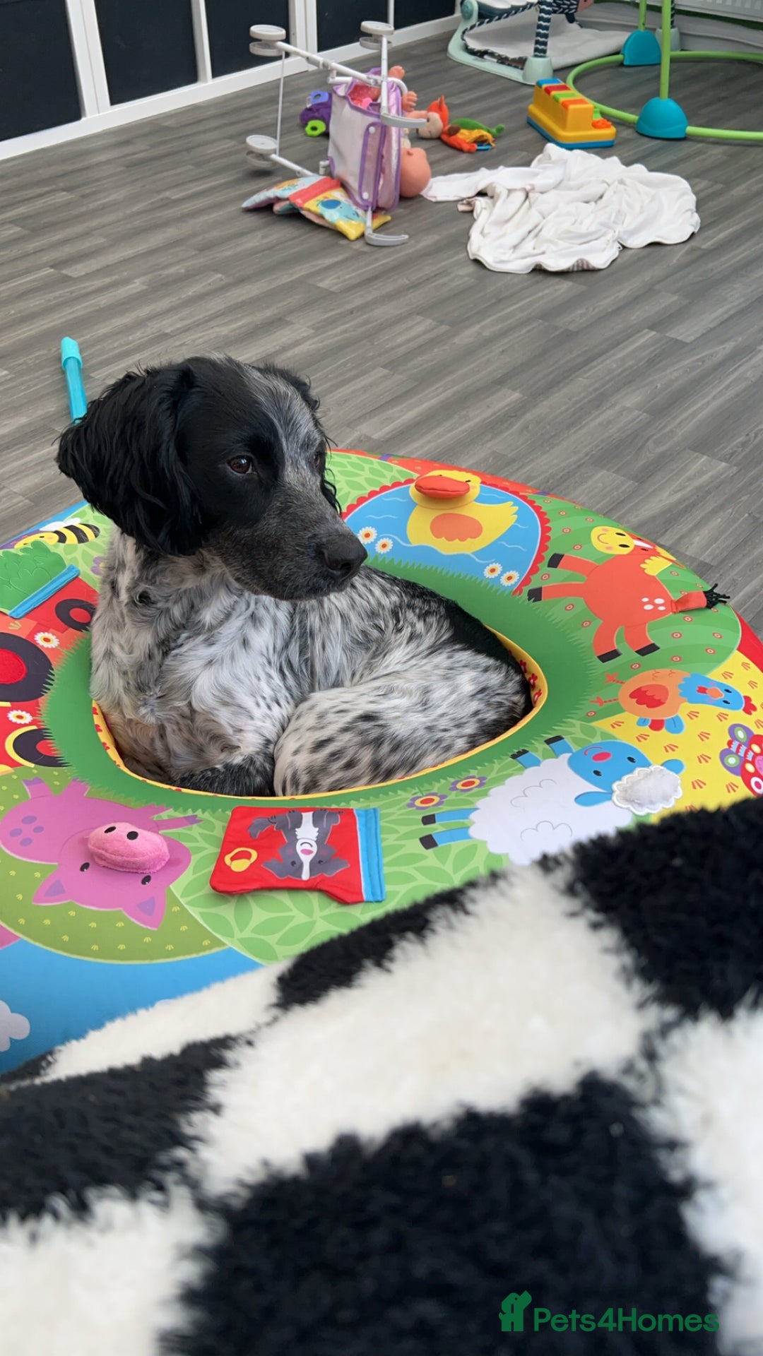 Sprocker dogs for stud: Sprocker Stud Dog - working line, 1 year old - Image 7