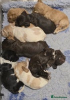 Cocker Spaniel dogs - Advert 4