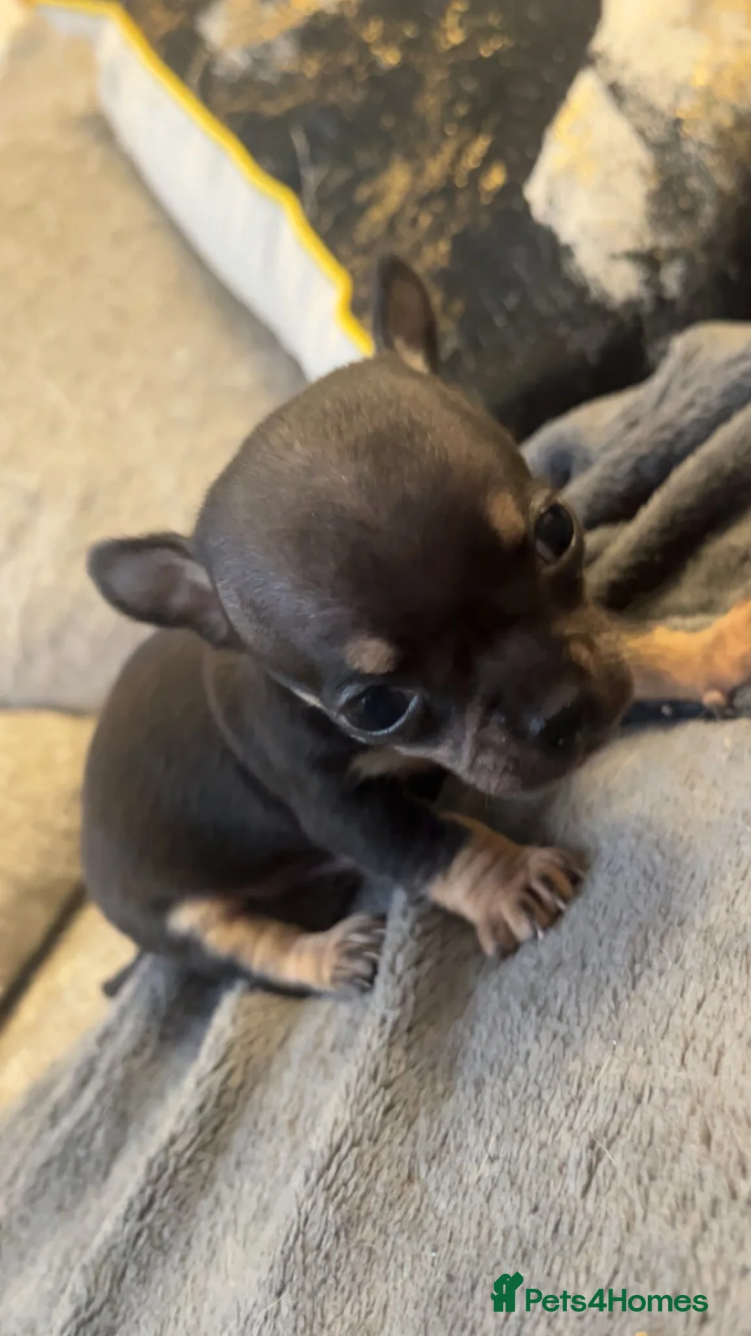 Chihuahua dogs for sale: Tiny stunning chihuahua puppies - Advert 6